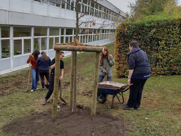 Mehr Grün für die Realschule Bonlanden – neue Bäume auf dem Schulgelände